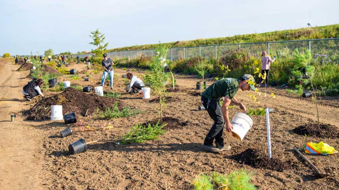 Group of people tree planting seedlings in a dirt field next to a grassy hill