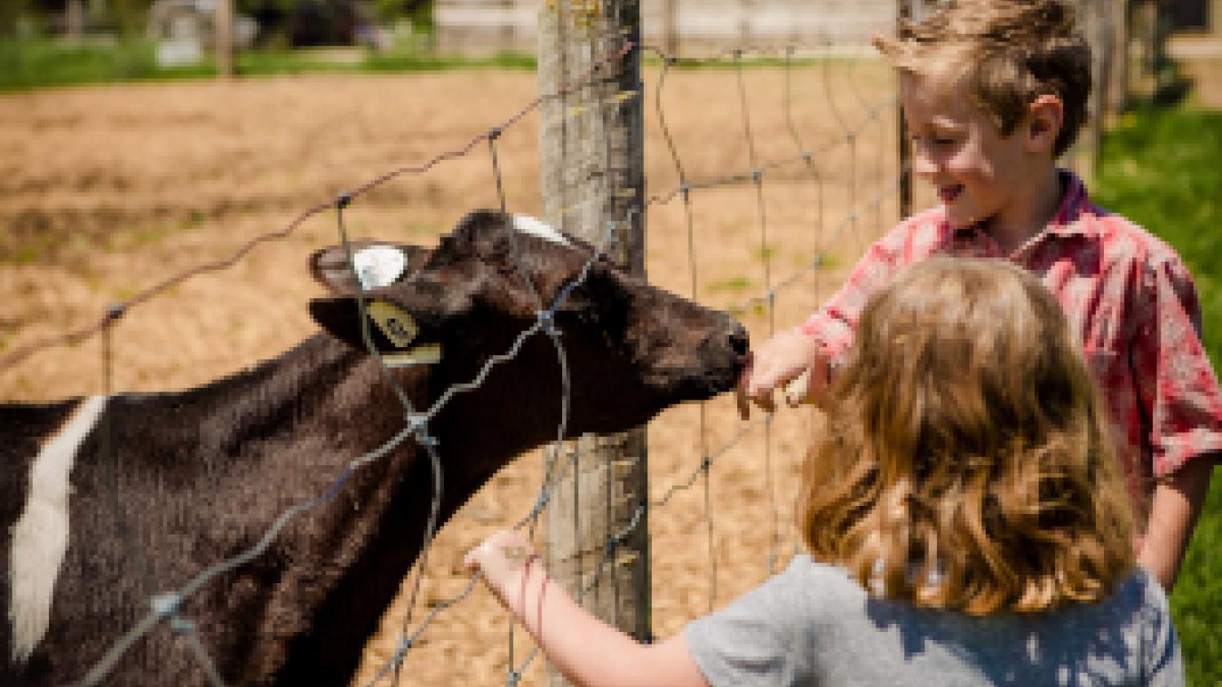 two kids petting calf