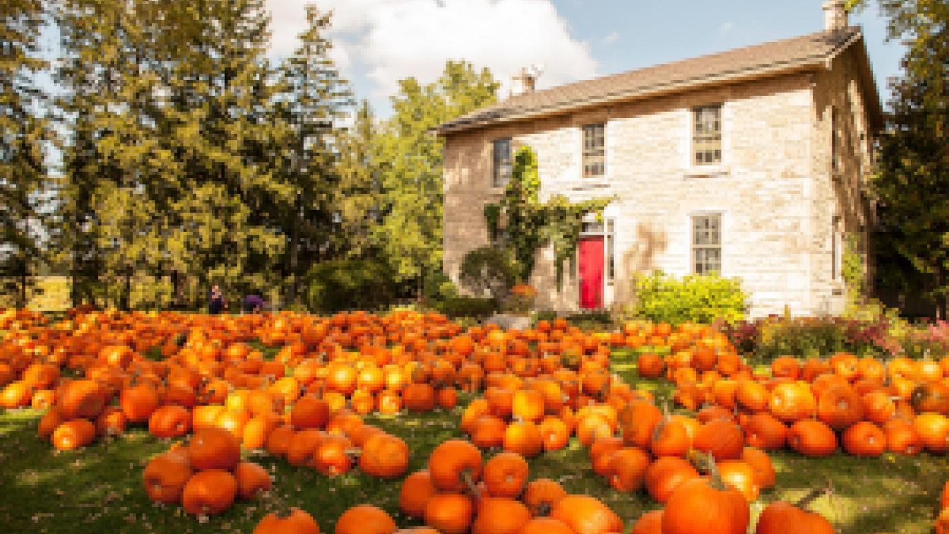 Farmhouse surrounded by hundreds of pumpkins