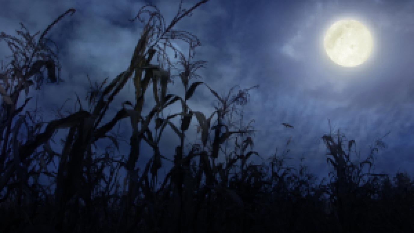 corn maze lit up by moonlight