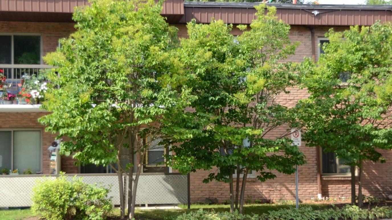 Exterior of 130 Grange Street, Guelph. It is a two-storey apartment building with trees in front.