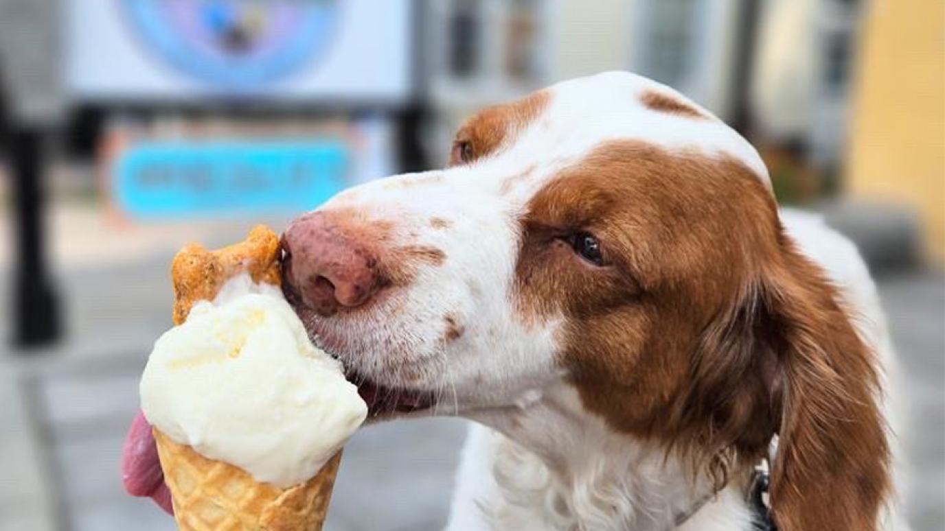 Brown and White dog licking an ice cream cone with a dog treat on top of it.