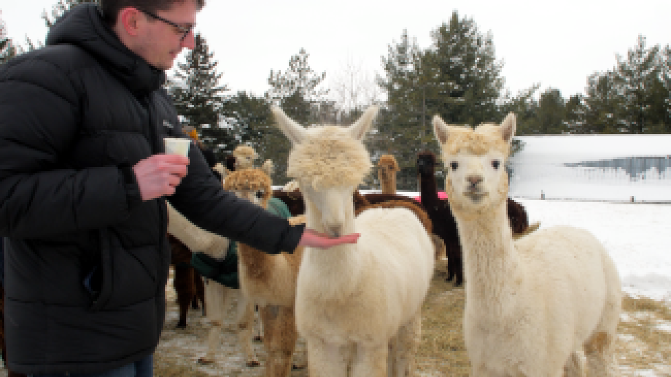 individual feeding alpacas outside