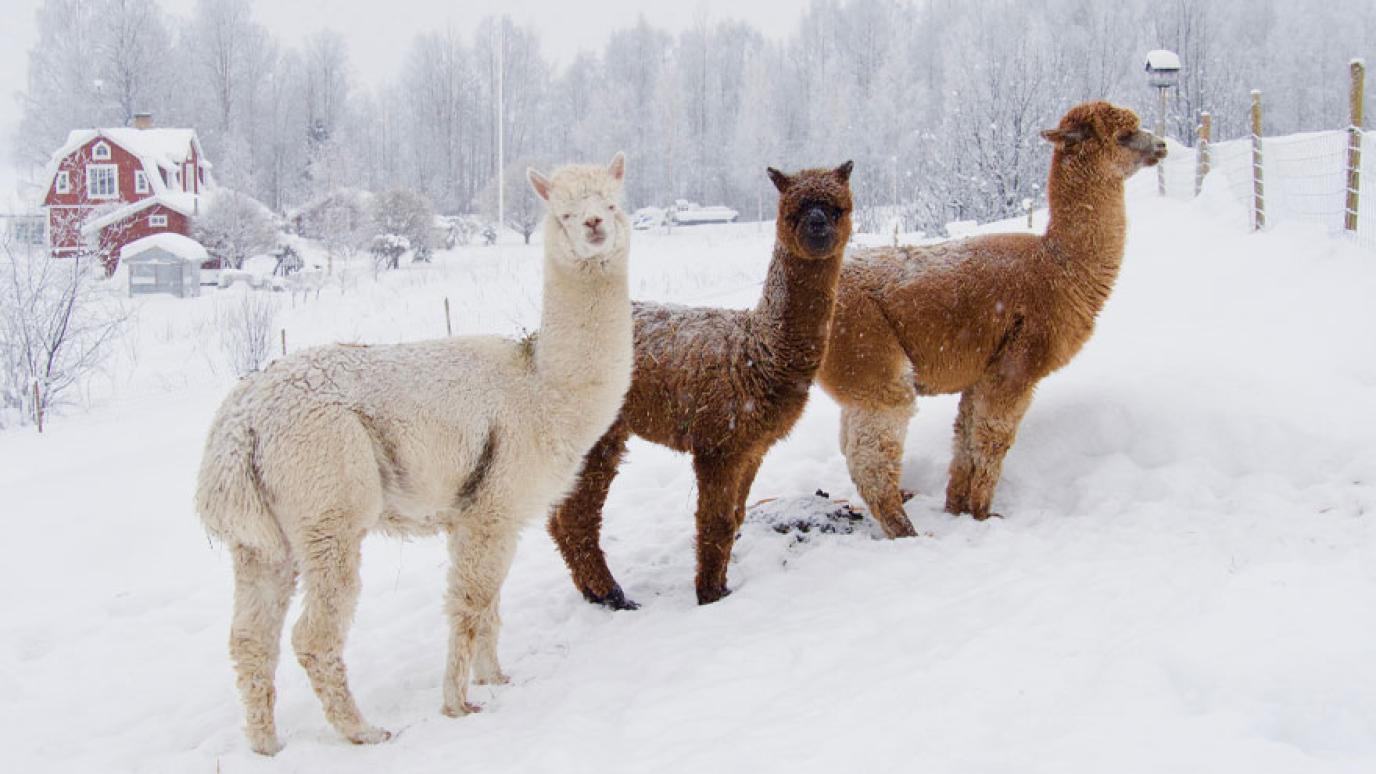Three different coloured alpacas stand together in a snow covered field with a red barn in the distance