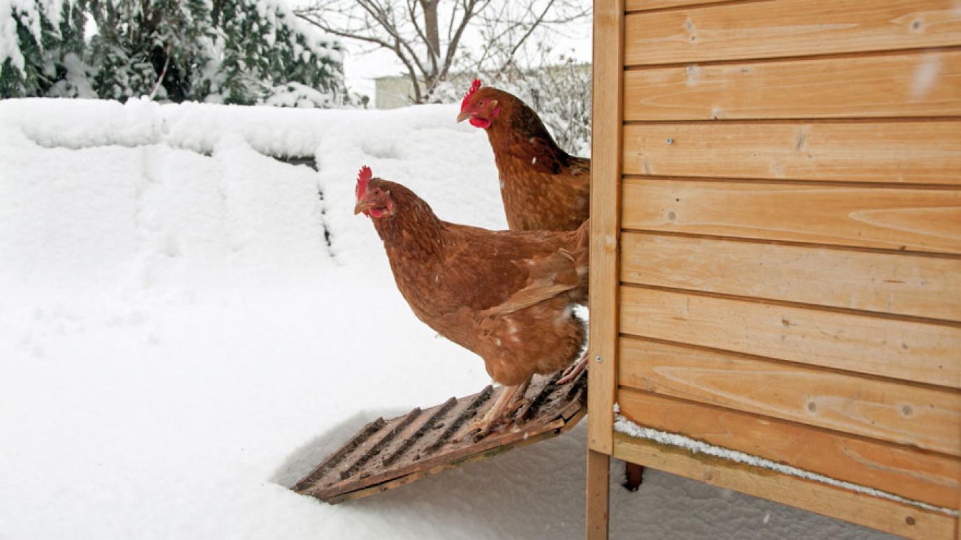 Two chickens standing on their ramp deciding to go into the snow