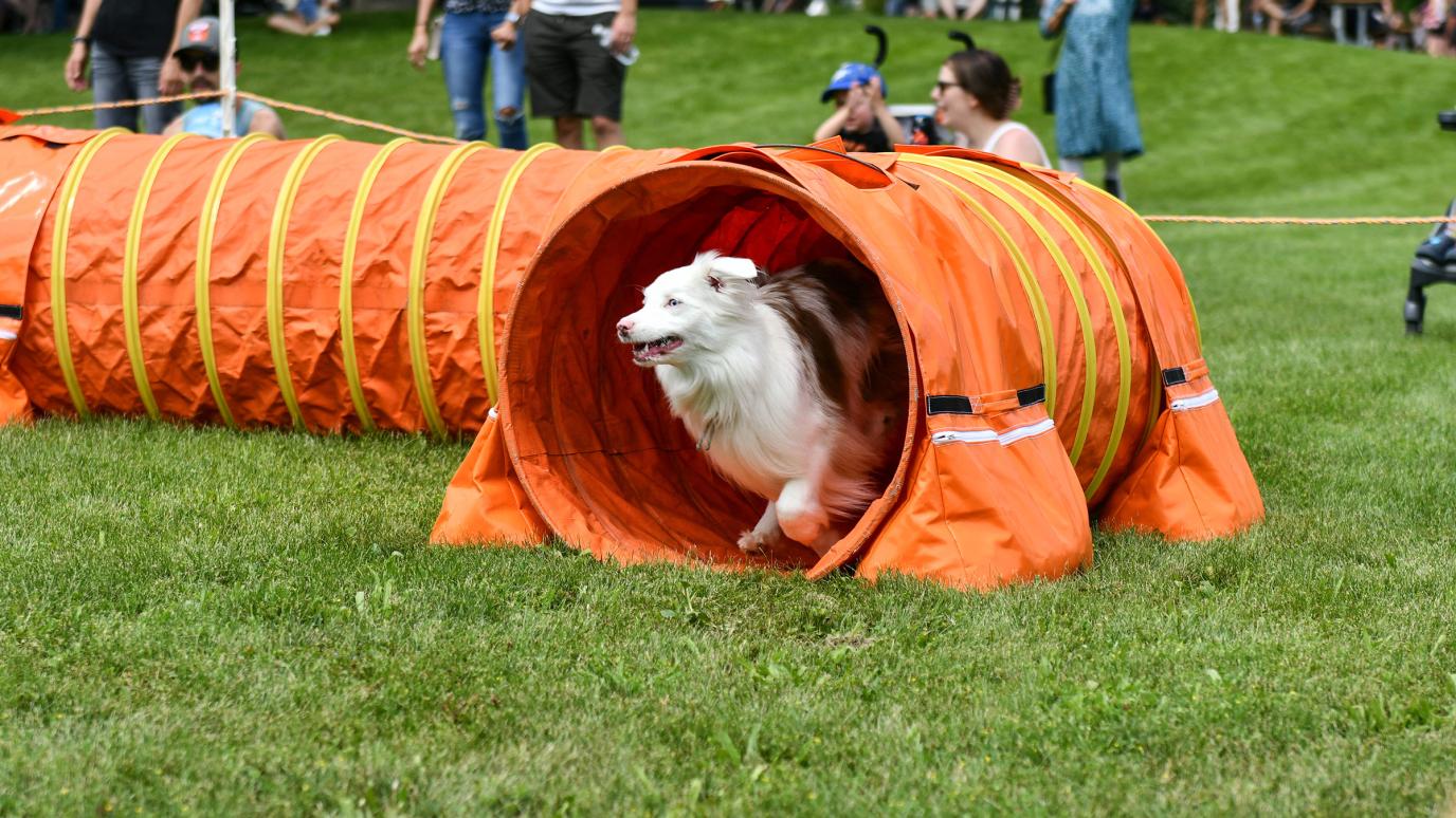 A white and brown Border Collie runs out of a bright orange agility tunnel on a grassy field, part of a dog performance at the festival.