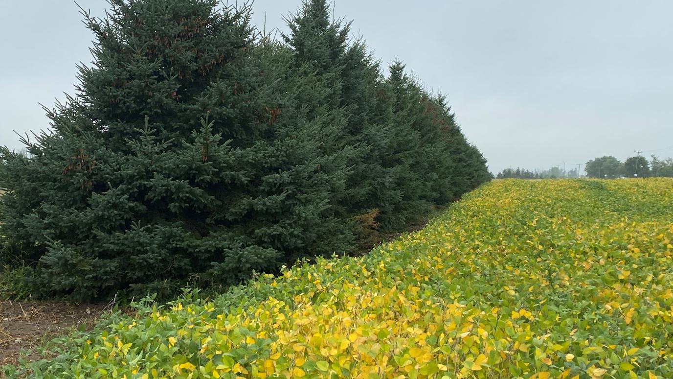 A row of 15 foot white spruce trees growing beside a soy bean field.