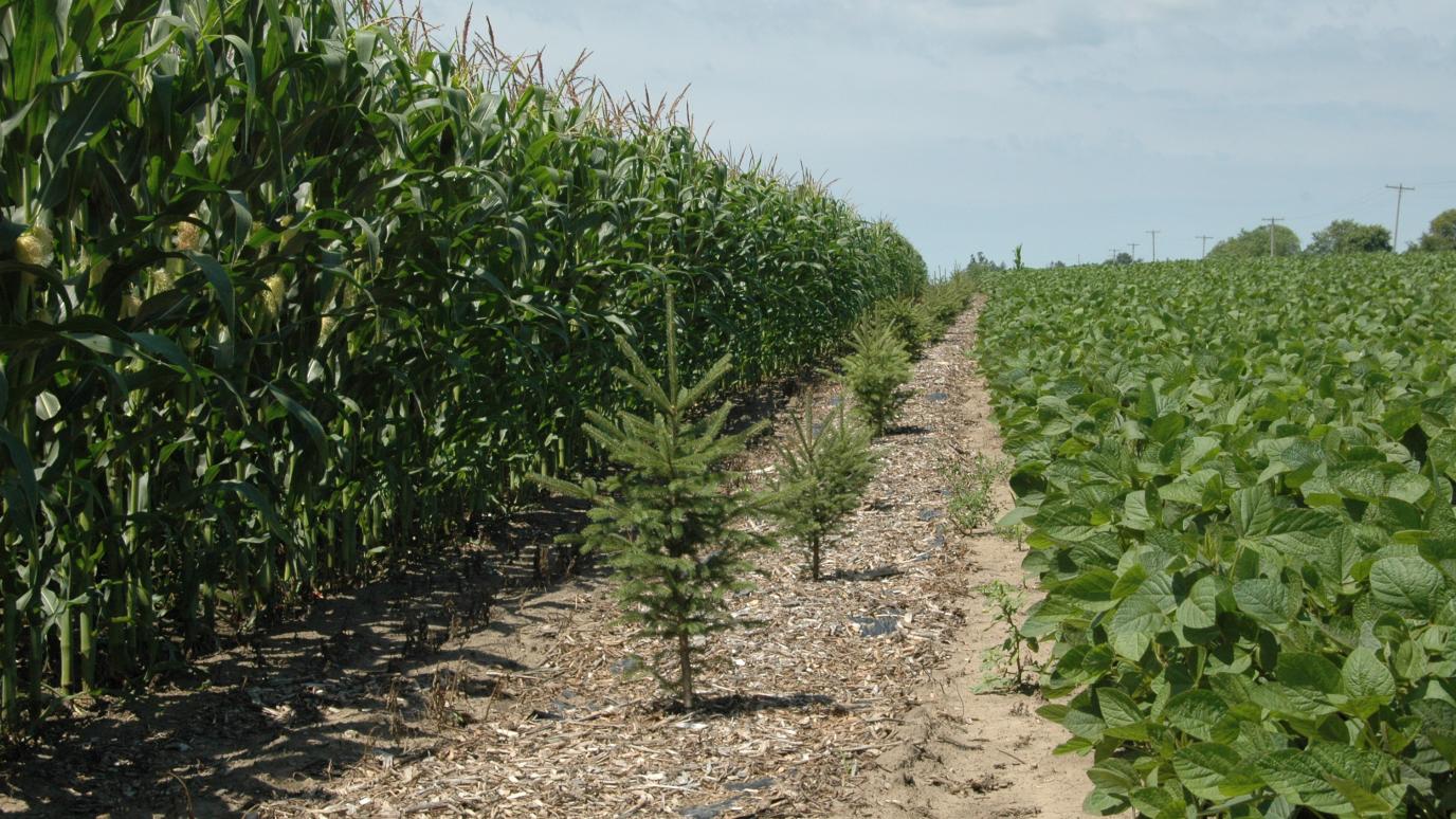 row of white spruce trees planted between a row of corn and soy beans