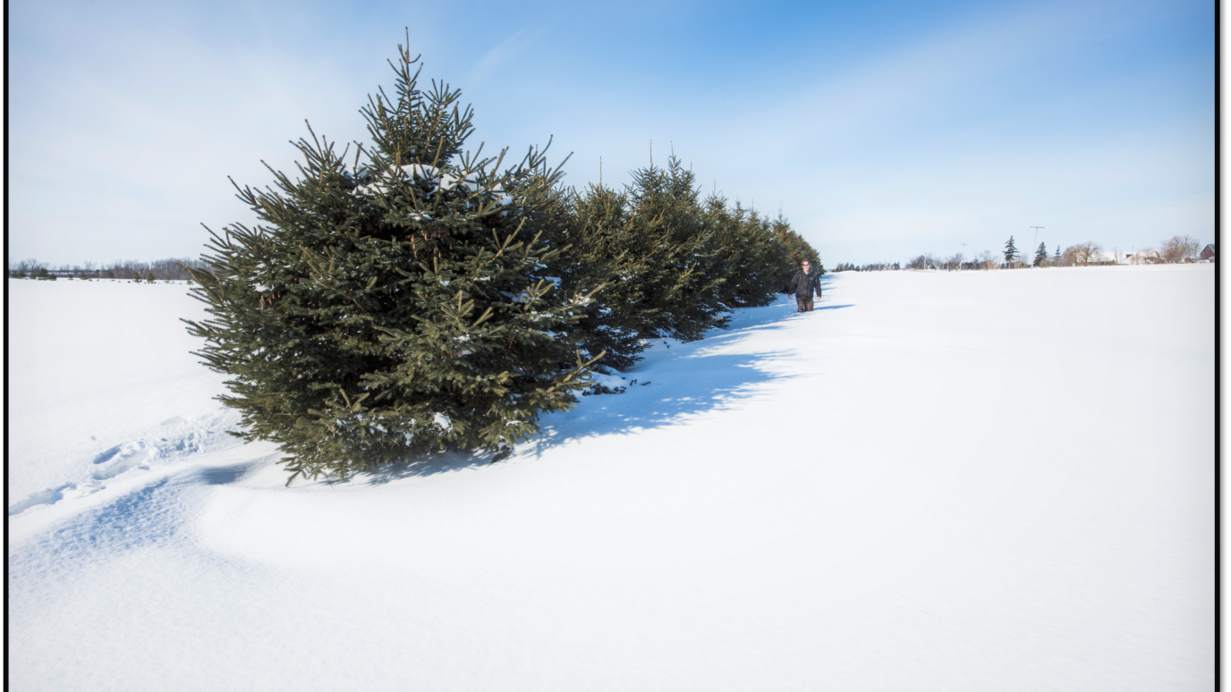 person standing beside a spruce tree windbreak in a snowy field