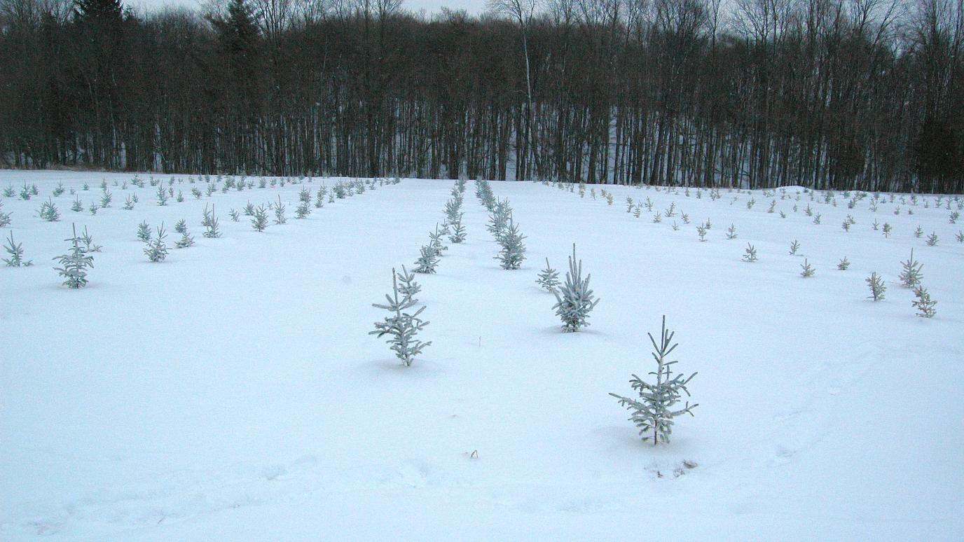 Spruce trees planted in multiple row in an open field with mature trees in the background.