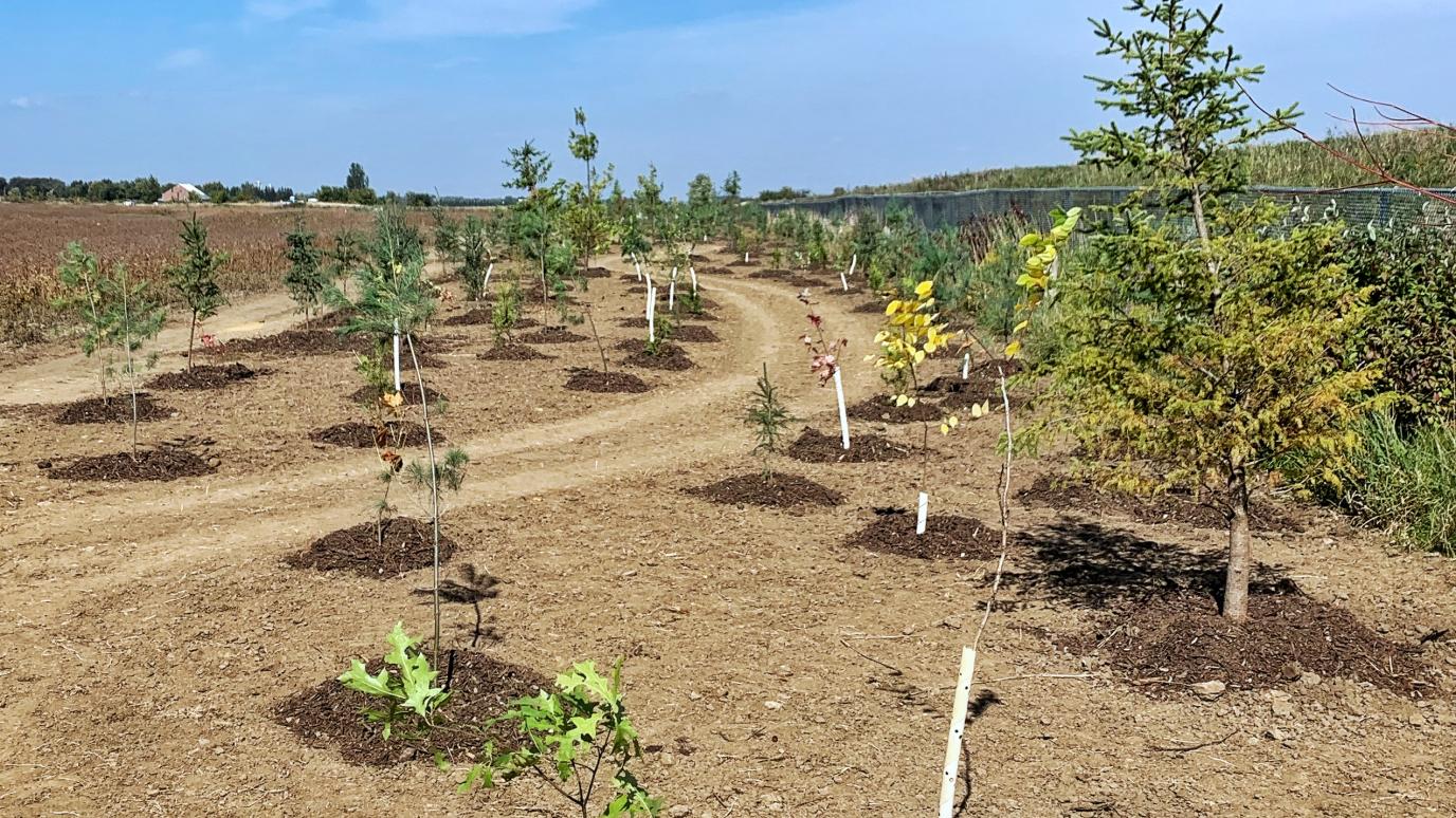 Newly planted trees in an open field with a path meandering through them.