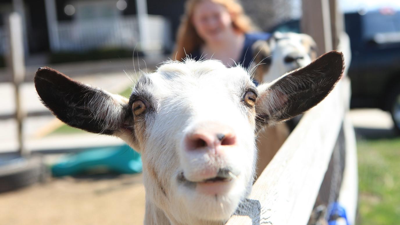A close-up of a white goat looking at the camera, with a woman blurred in the background.