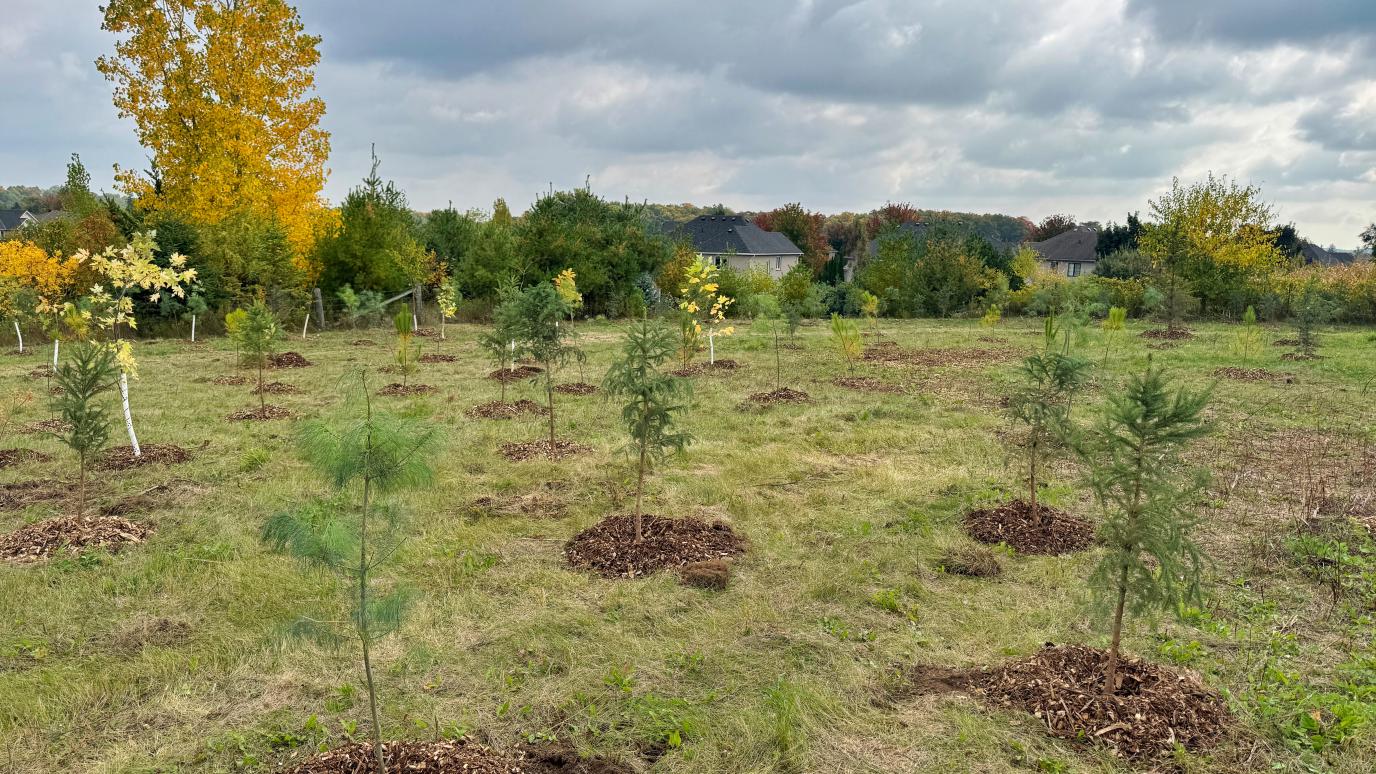 trees planted in an open field