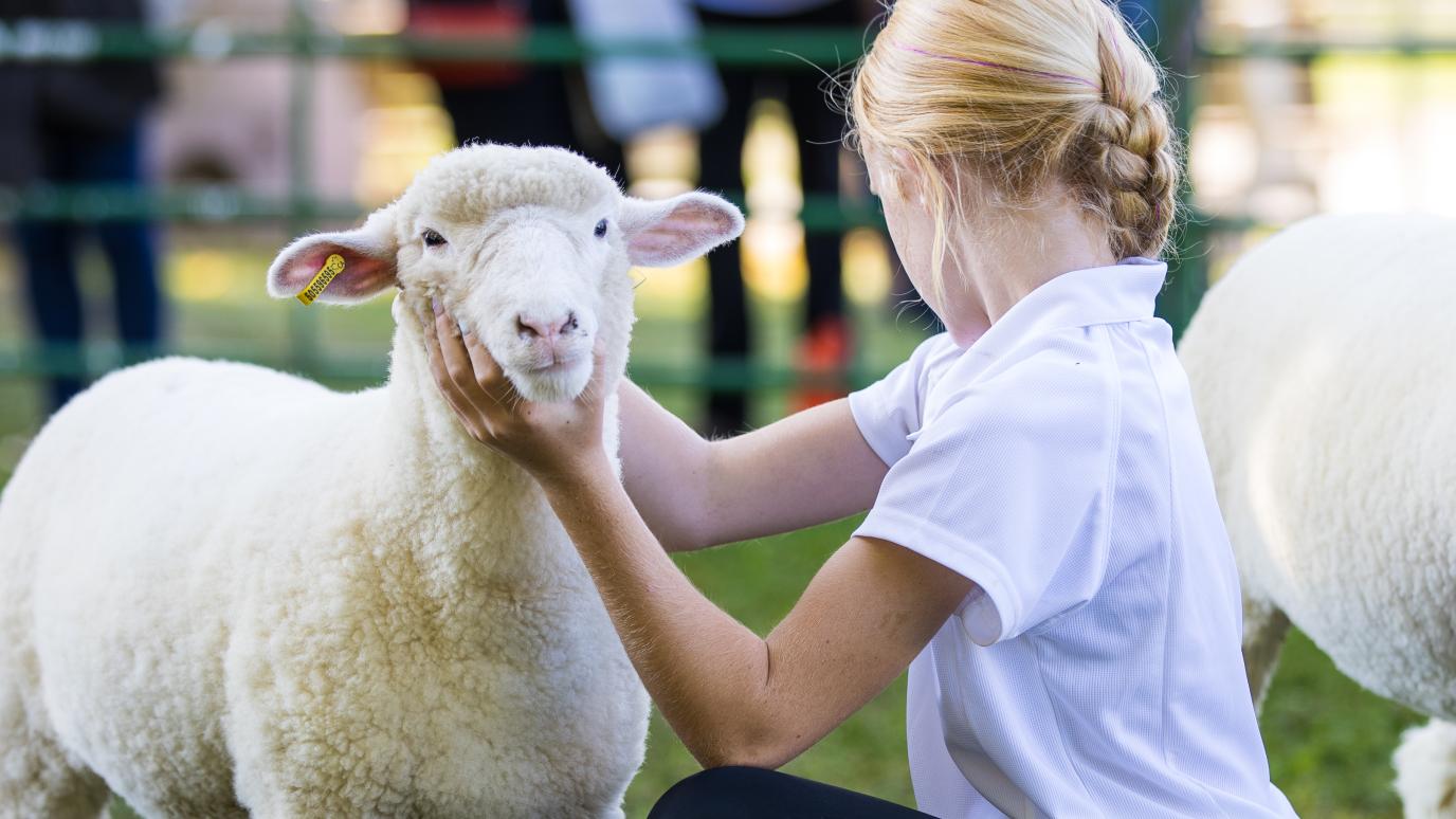 A blonde girl with a braided hair updo wearing a white polo shirt, kneeling and holding the face of a white sheep in a grassy enclosure with a green metal fence in the background