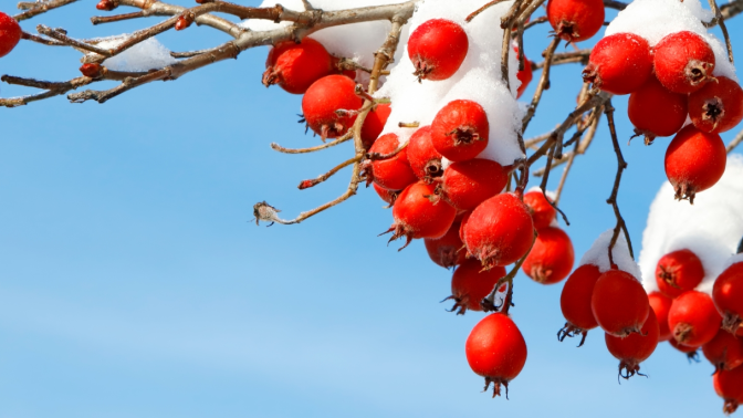 Red Winter Berries on a branch