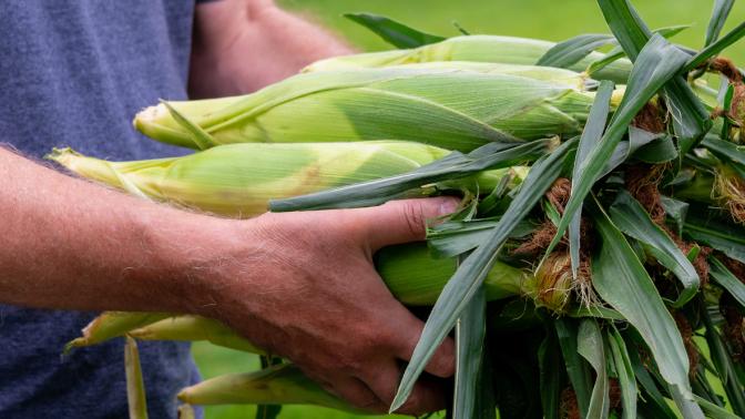 person hanging onto corn cobs in husks