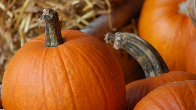 Orange pumpkins in a pile in front of straw