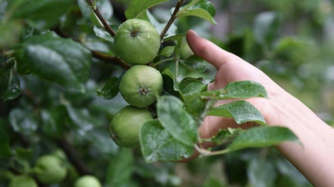 hand reaching for green apples in a tree