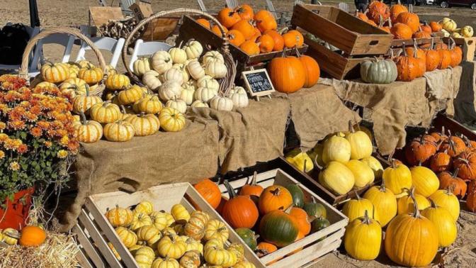 variety of pumpkin on display stands