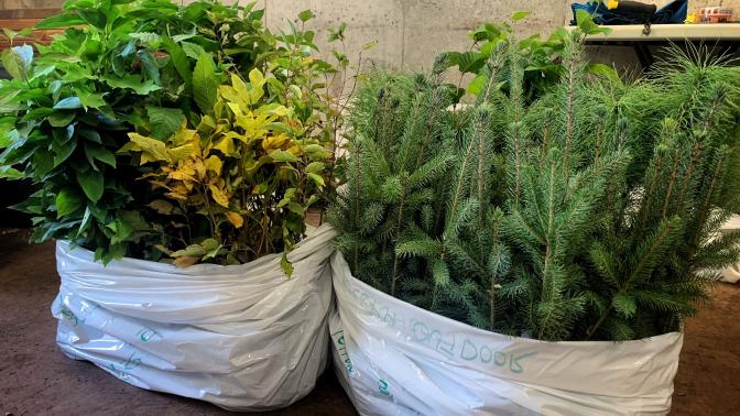 two white bag sitting on the floor filled with small tree seedlings poking out of the top.