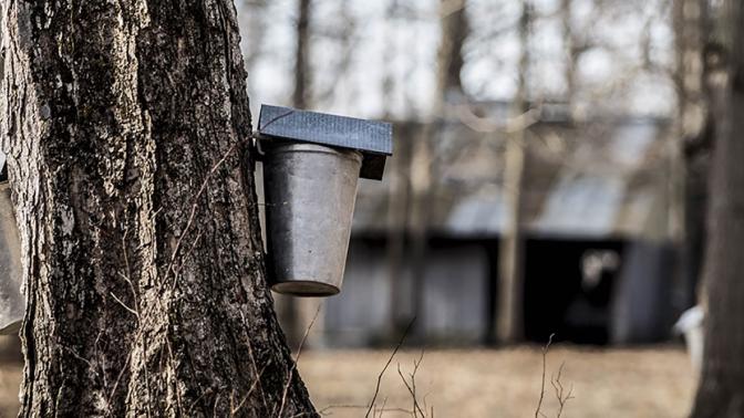 tin sap buckets hanging on a tree