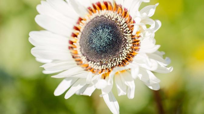 Close up of a white flower