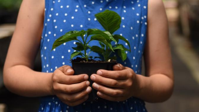Hands holding on to seedling