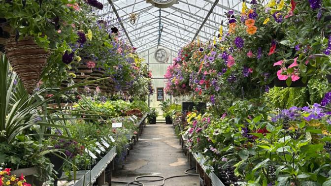 plants and hanging baskets inside a greenhouse