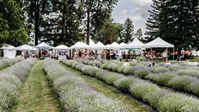 Straight rows of lavender. Behind the rows are white tents, with crowds of people moving underneath them.