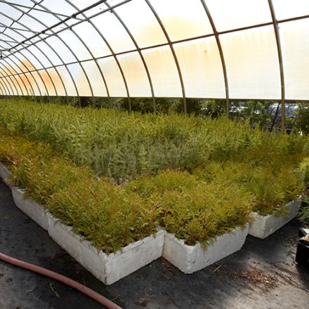 The inside of a Green Legacy green house on a moody fall day with small seedling trees growing. 