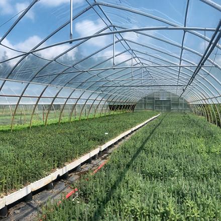 The inside of a Green Legacy greenhouse on a bright sunny day with lots of small trees growing under the sun. 