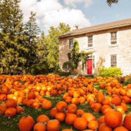 Farmhouse surrounded by hundreds of pumpkins