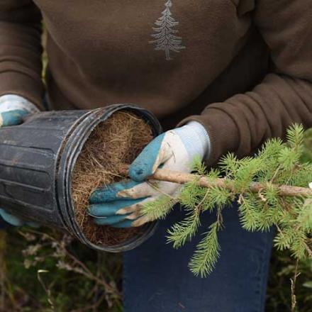 Hands planting a tree seedling 