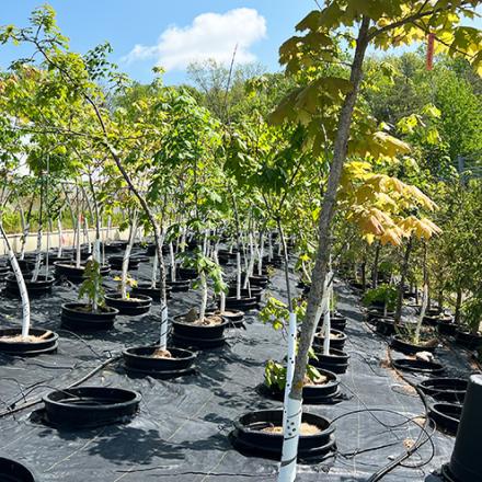 Photograph of large potted tree stock outside at the Bradford Whitcombe Green Legacy Tree Nursery. 