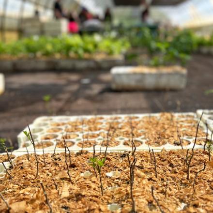 Hundreds of seedlings growing in a block.