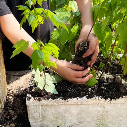 Individual planting a seedling in a Styrofoam block filled with other seedlings and dirt.