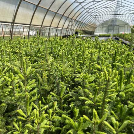 View of hundreds of Green Legacy seedlings stored in one of the County's greenhouses.