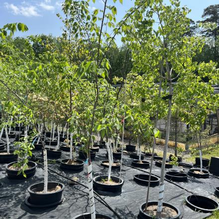 Photograph of large potted tree stock outside at the Bradford Whitcombe Green Legacy Tree Nursery. 
