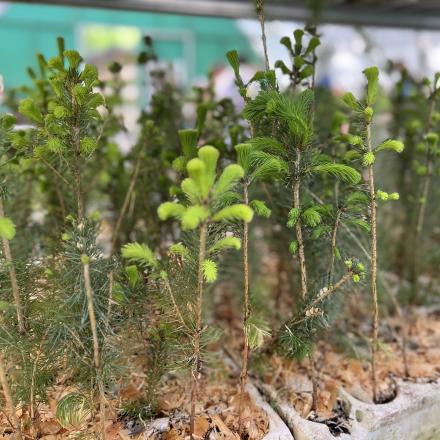 Dozens of tree seedlings planted in a block.