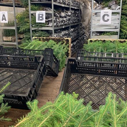 Alphabetically marked shelves and crates full of bundled seedling trees in the Green Legacy cooler