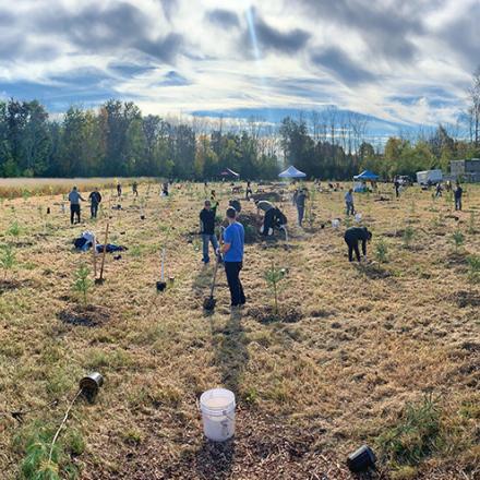 Panoramic view of people planting trees in a large open field with rays of sunshine peeking through the clouds.