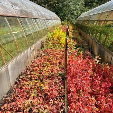 Seedlings with changing autumnal leaves lined up against two Green Legacy greenhouses.