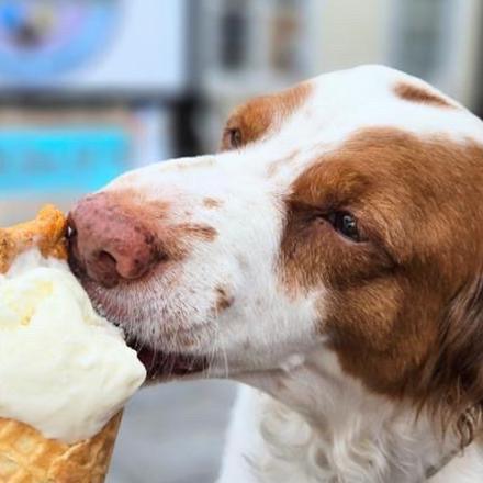 Brown and White dog licking an ice cream cone with a dog treat on top of it.