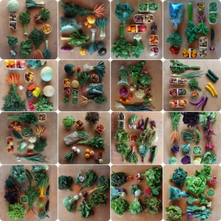 collage of CSA produce on tables