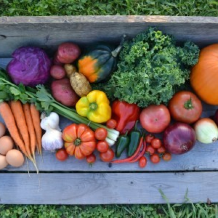 bench full of colourful produce
