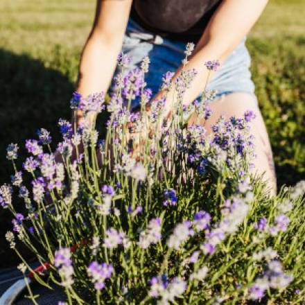 person kneeling with crop of lavender