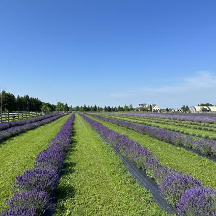 lavender field
