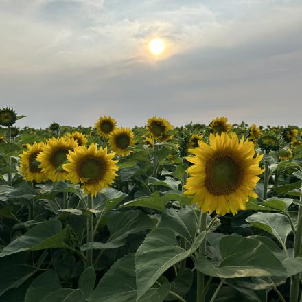 sunflower field