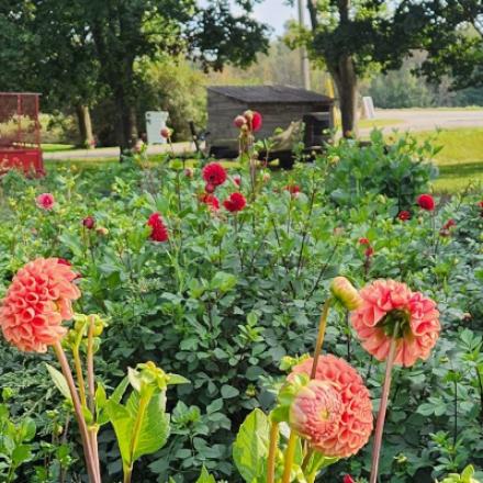 farm garden with flowers