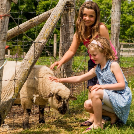 Two little girls petting a sheep